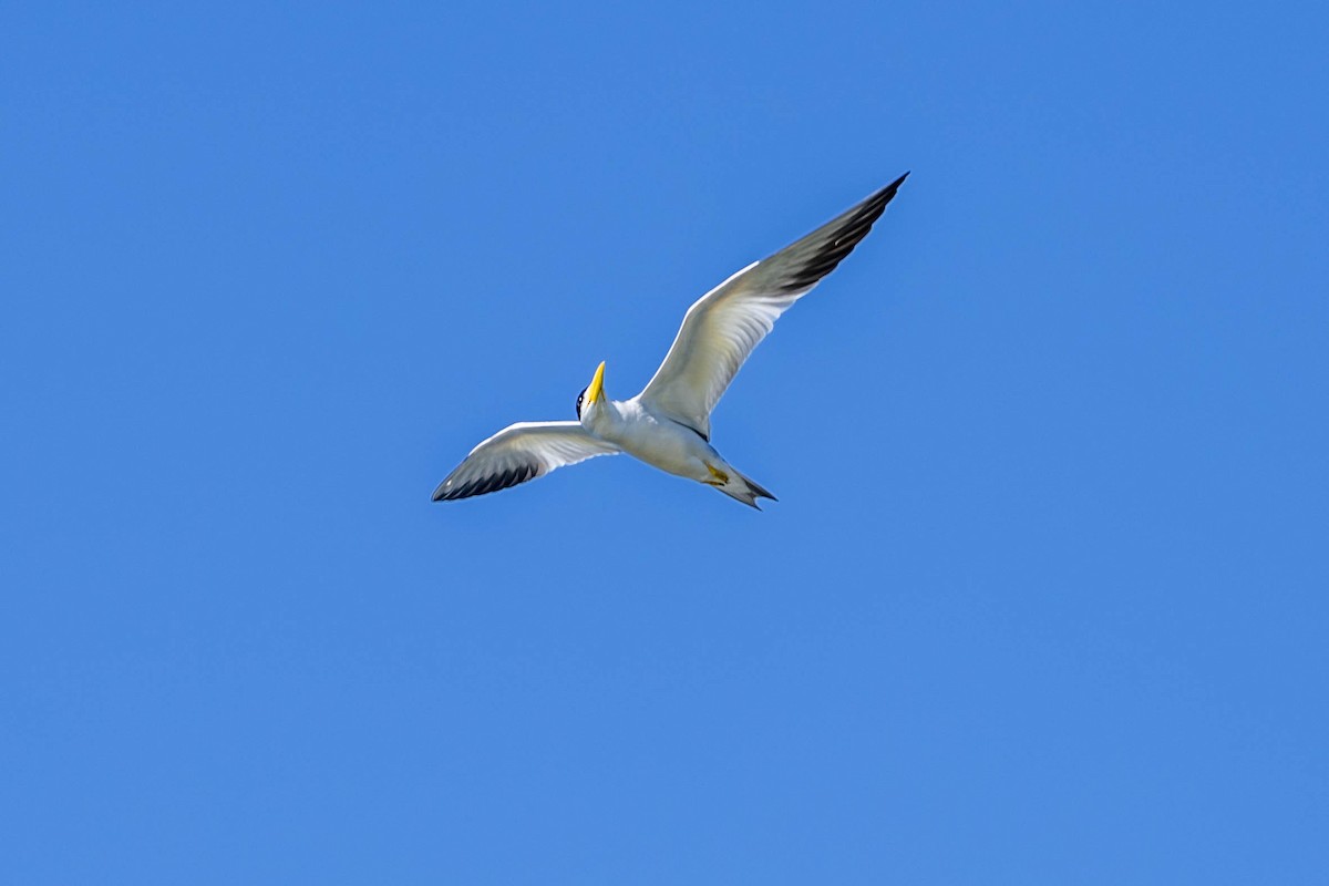 Large-billed Tern - Fernando Calmon