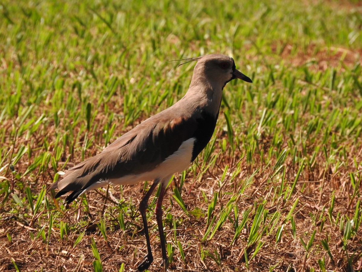 Southern Lapwing - ML619586498