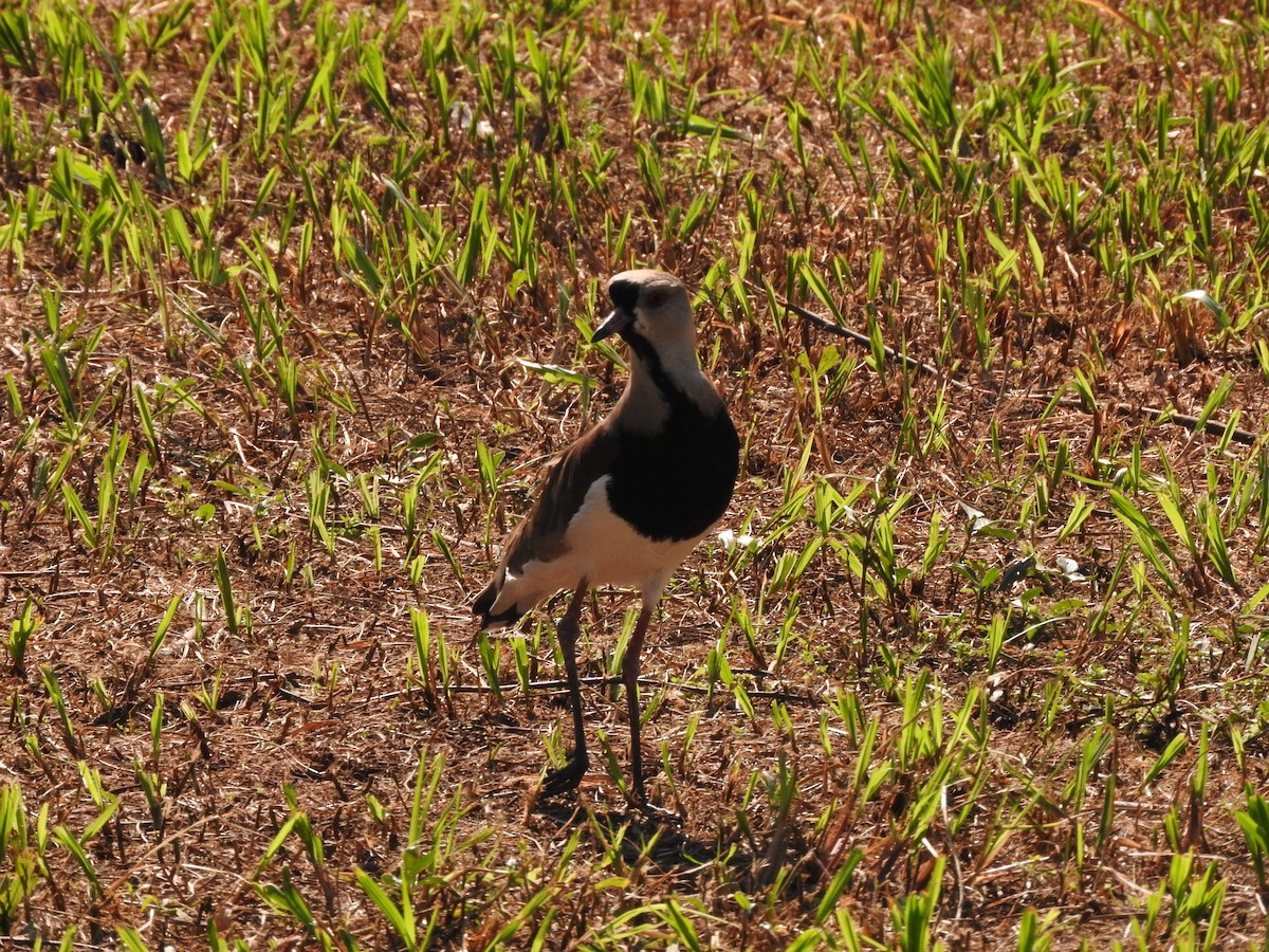 Southern Lapwing - Roberto Rebeque Junior