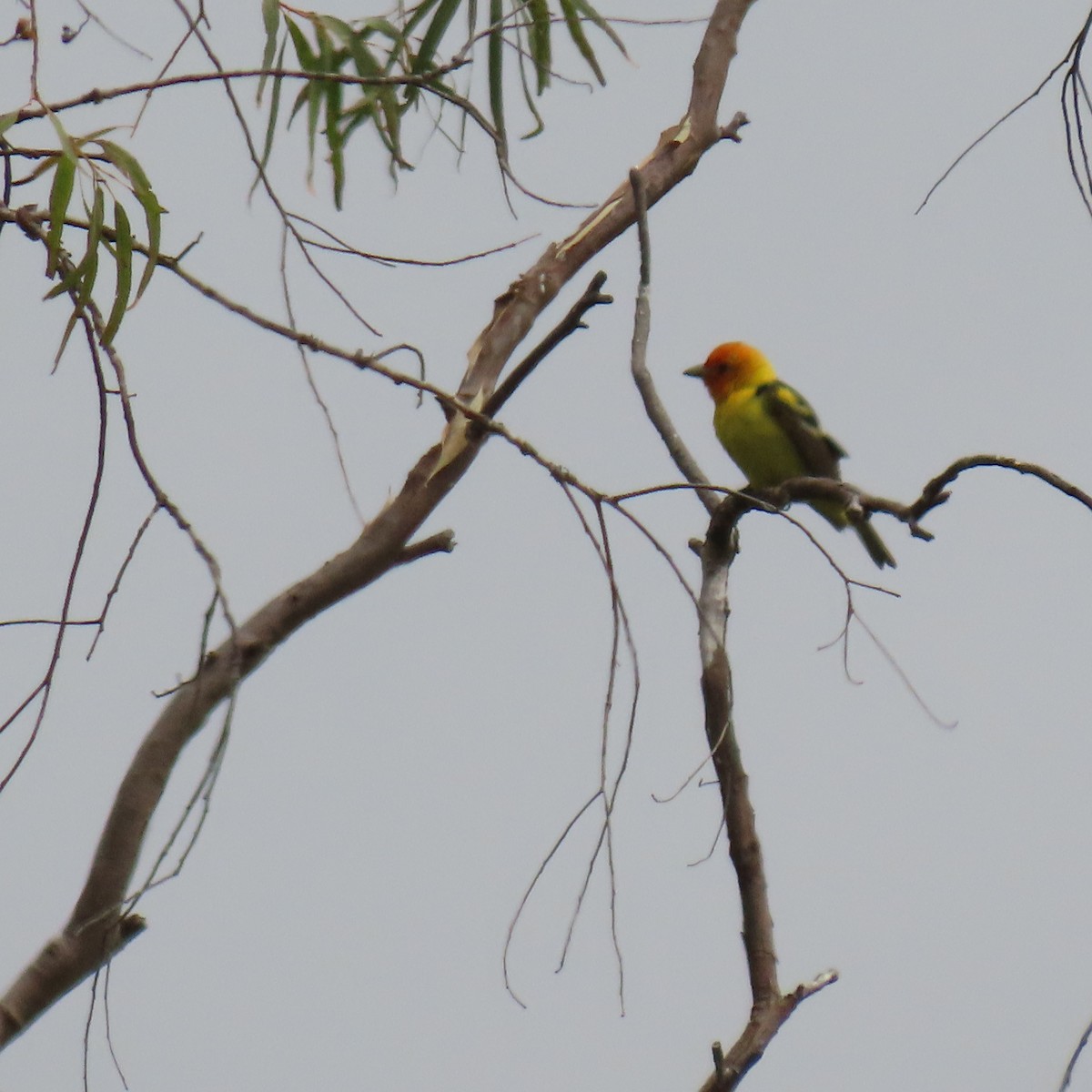 Western Tanager - Brian Nothhelfer