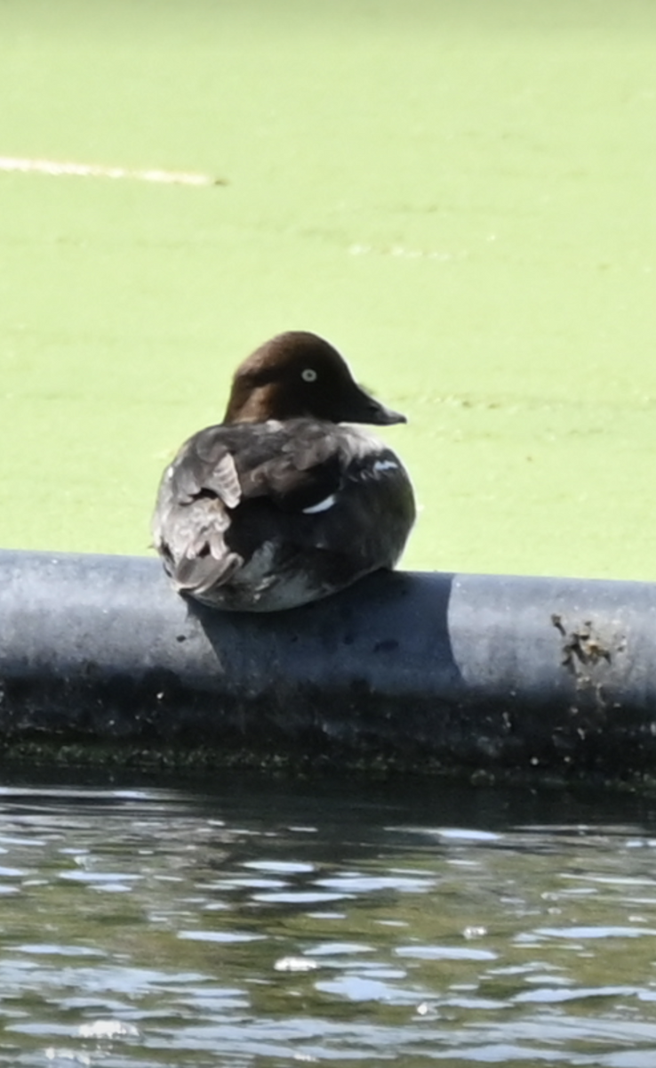 Common Goldeneye - Sylvie Rioux