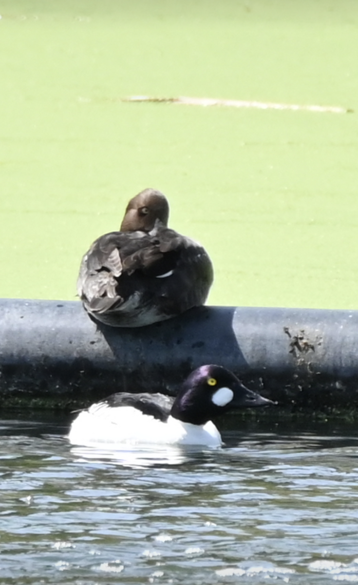 Common Goldeneye - Sylvie Rioux