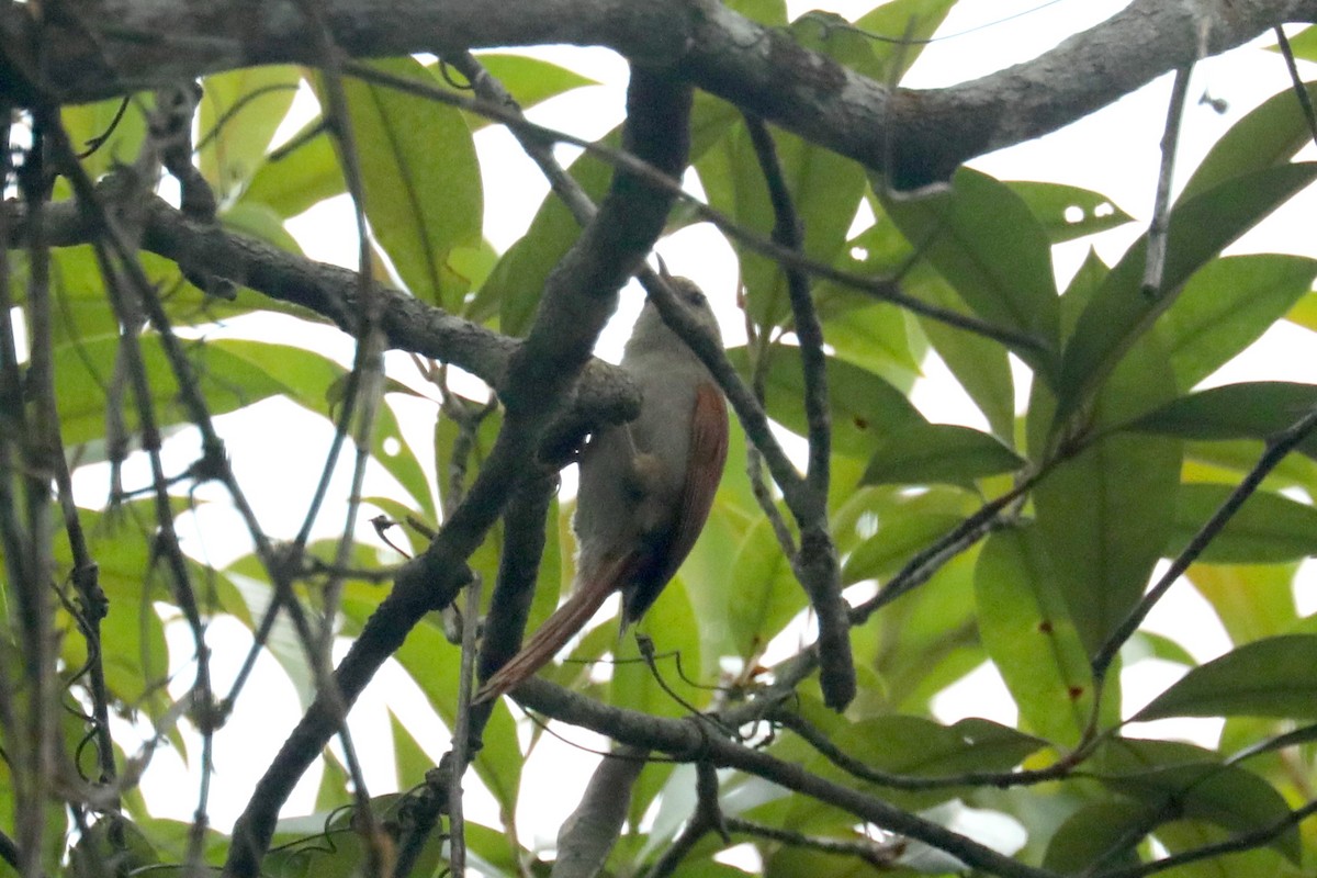 Gray-headed Spinetail - ML619586507