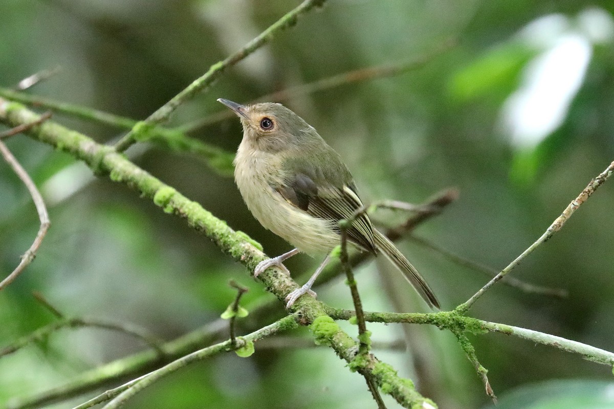 Buff-breasted Tody-Tyrant - ML619586512