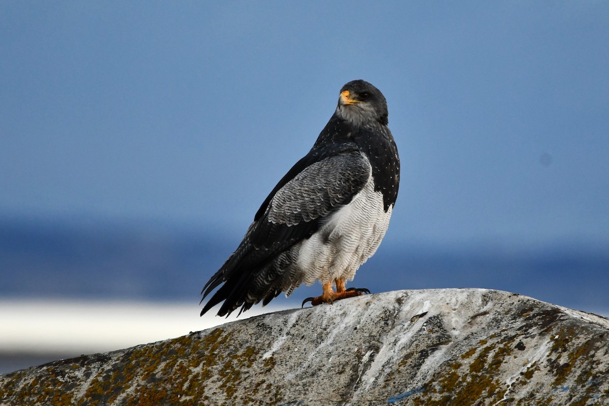 Black-chested Buzzard-Eagle - Andrea Stiep