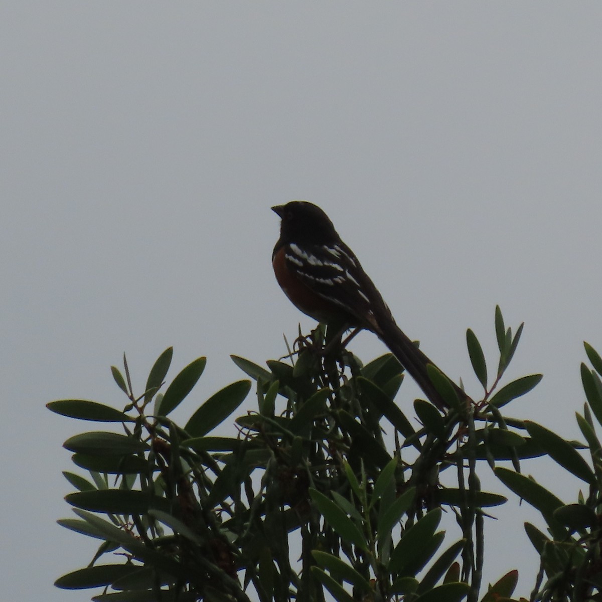 Spotted Towhee - Brian Nothhelfer