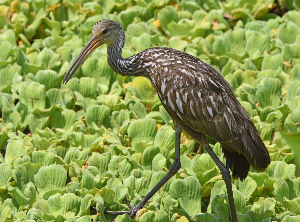 Limpkin - Sharon Lynn