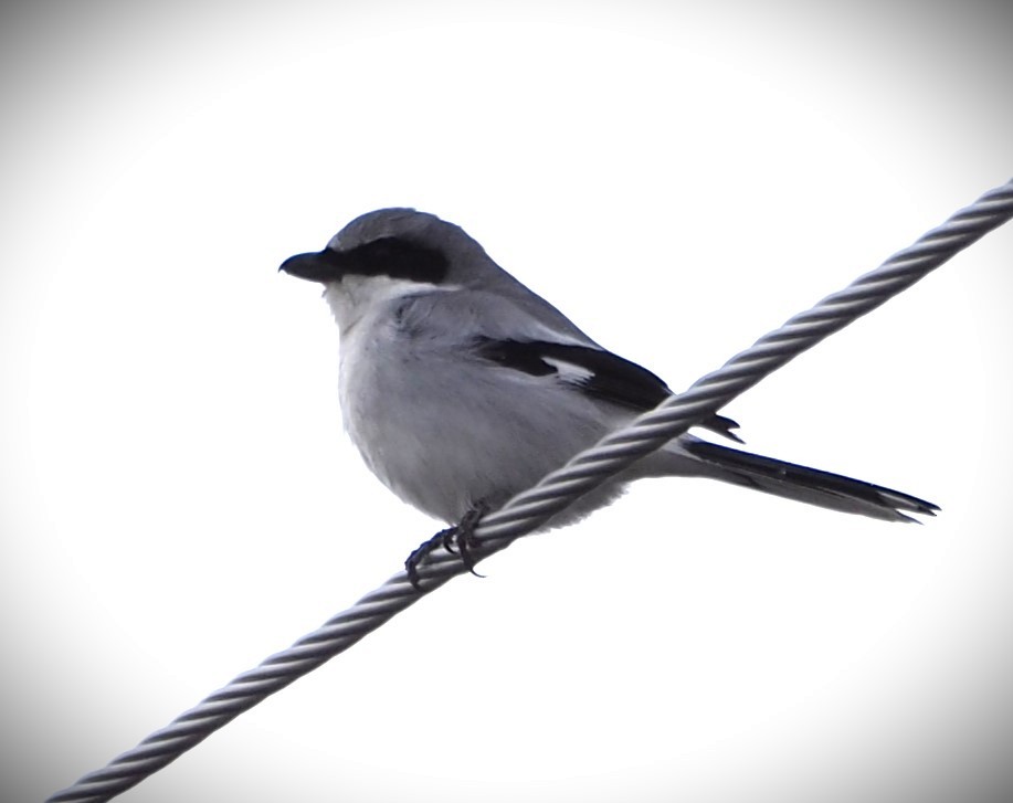 Loggerhead Shrike - Dick Cartwright