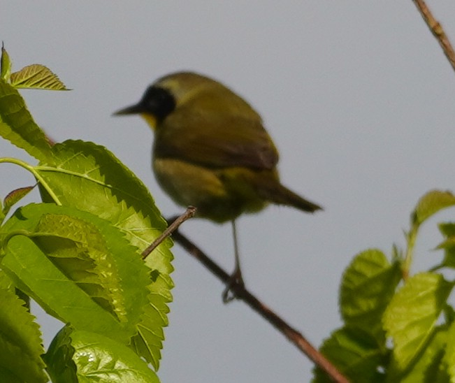 Paruline masquée - ML619586521