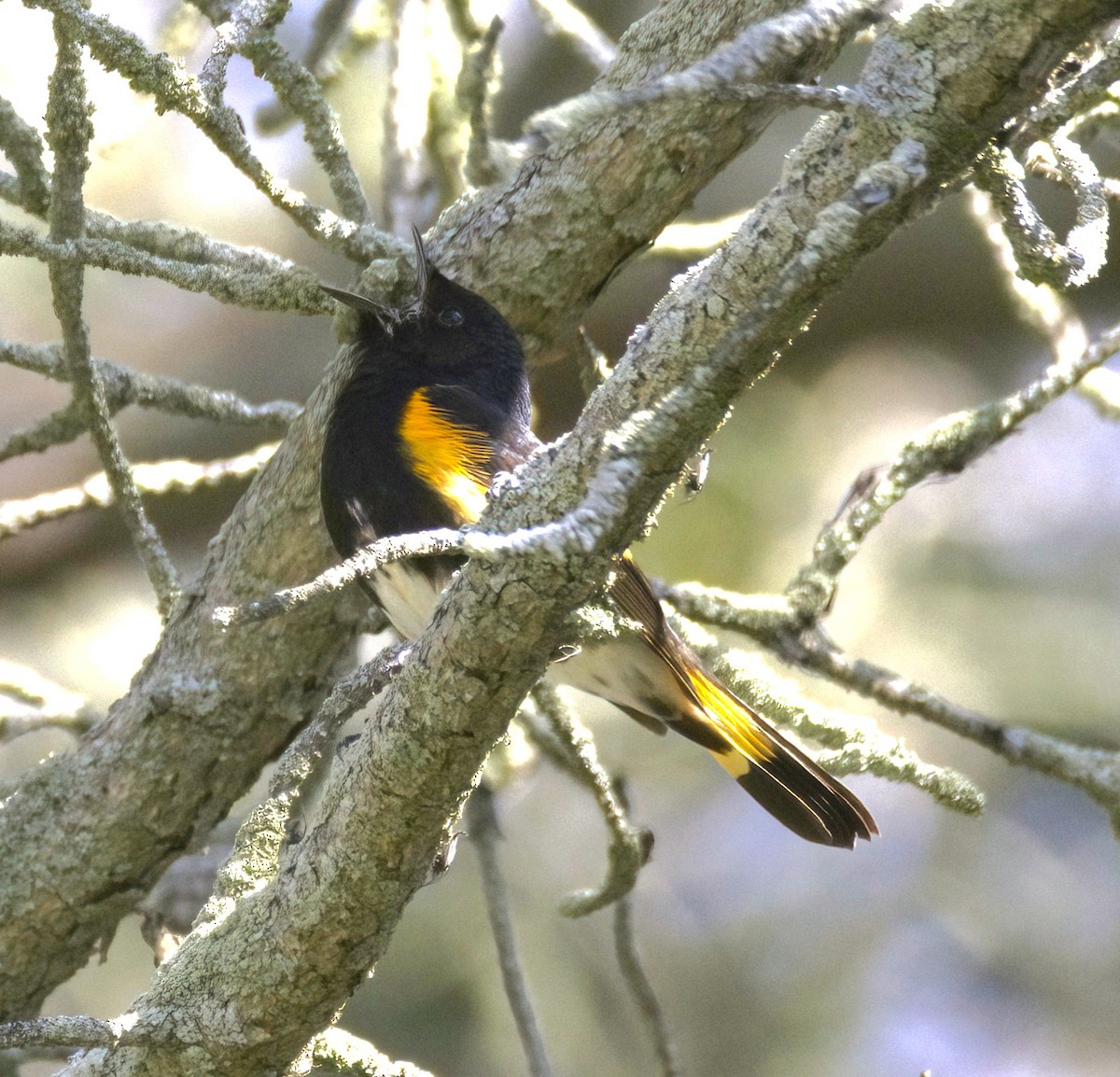 American Redstart - Sue Riffe