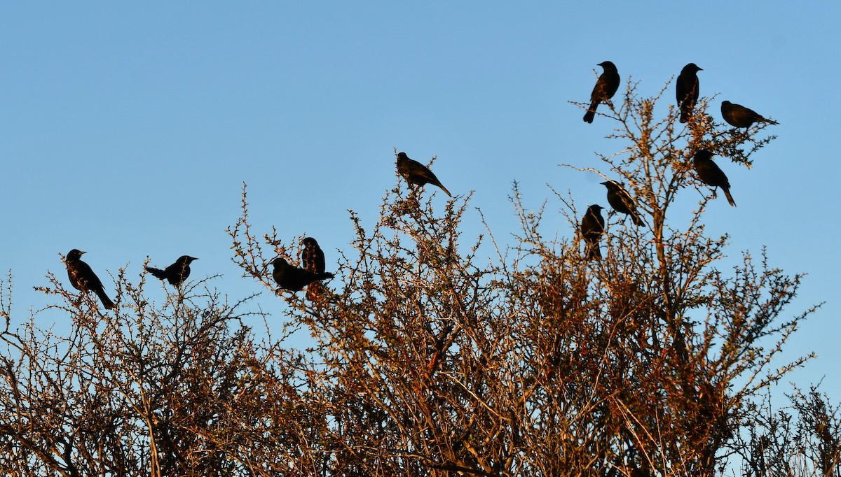 Austral Blackbird - Andrea Stiep