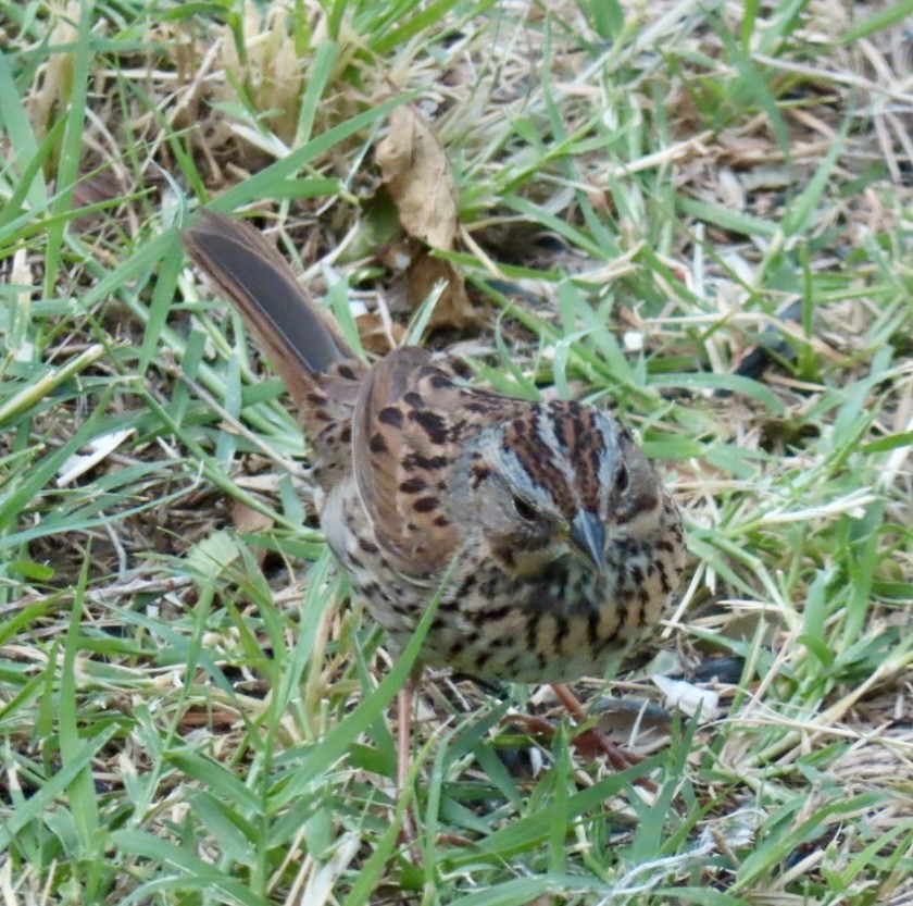 Lincoln's Sparrow - ML619586531