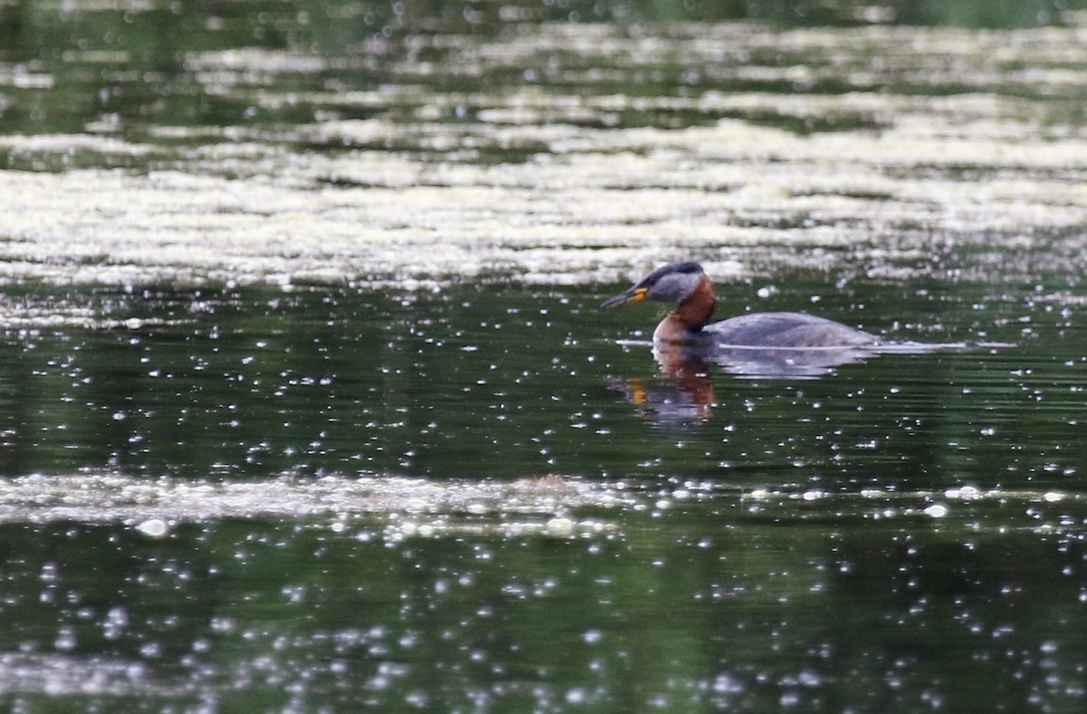 Red-necked Grebe - Geert Bouke Kortleve