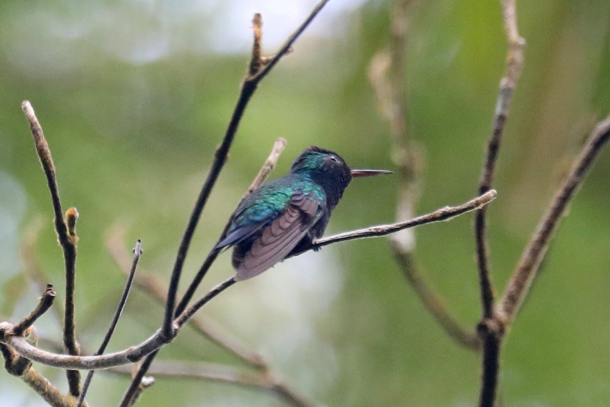 Versicolored Emerald - Stephen Gast