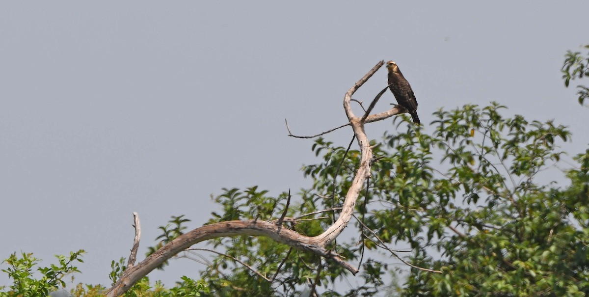 Snail Kite - Sharon Lynn