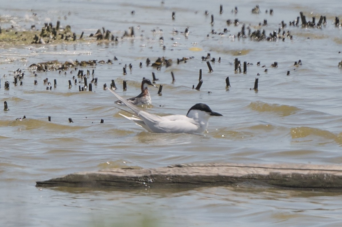 Red-necked Phalarope - Alan V. Bacchiochi