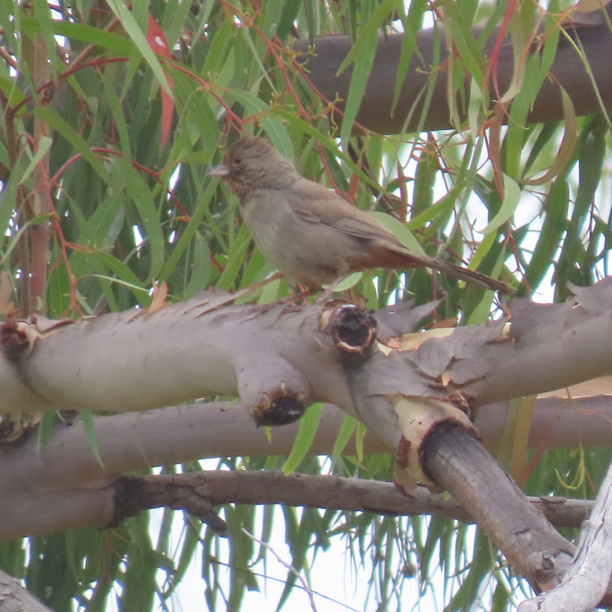 California Towhee - Brian Nothhelfer