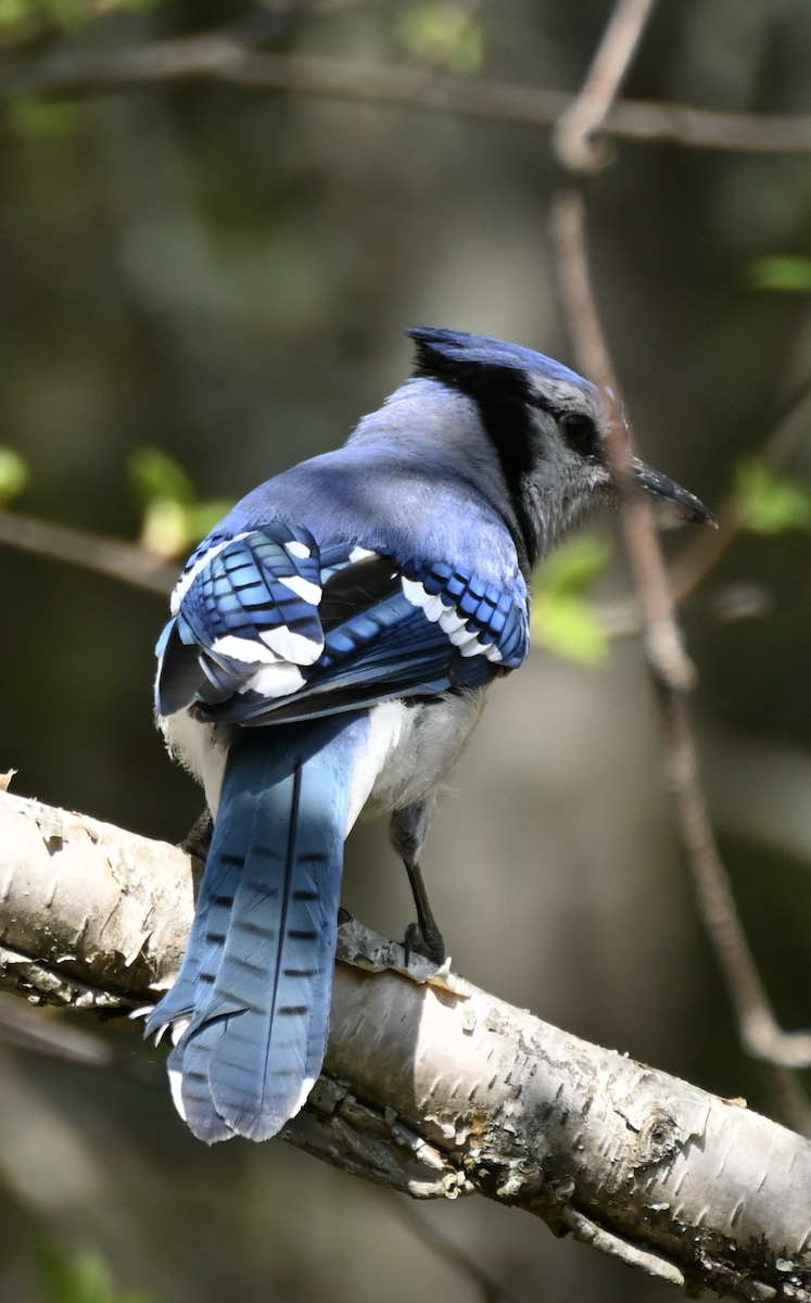 Blue Jay - Sylvie Rioux