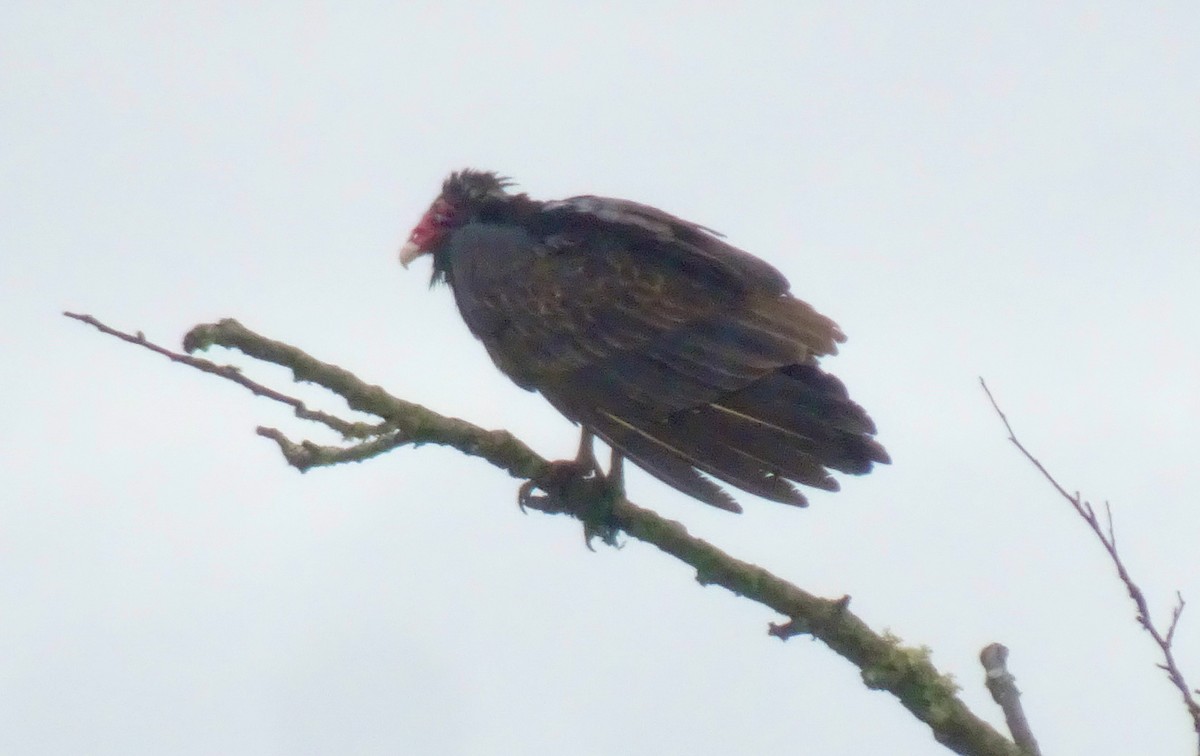 Turkey Vulture - Caryn Fehr