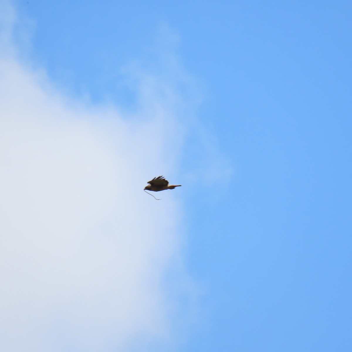 Red-tailed Hawk - Brian Nothhelfer