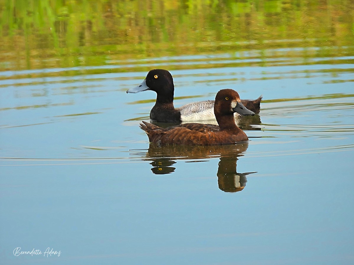 Lesser Scaup - ML619586561