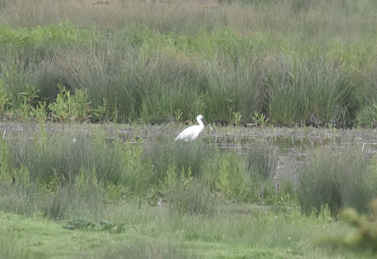 Eurasian Spoonbill - ML619586563