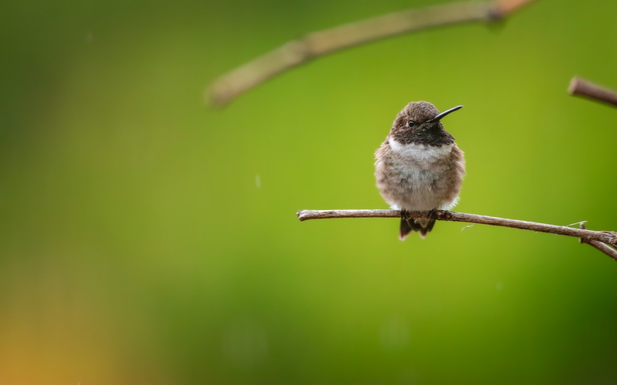 Black-chinned Hummingbird - Andrew Thomas 🦅🪶