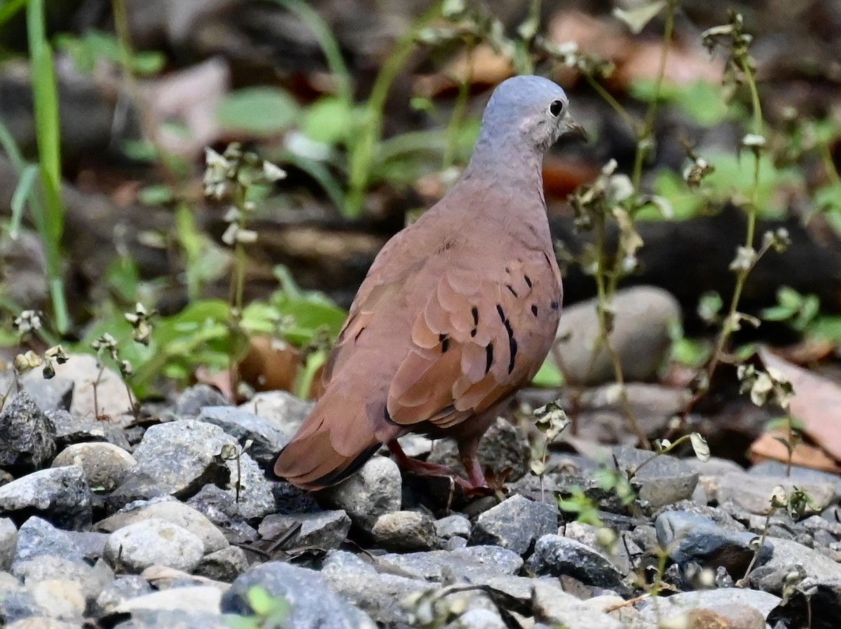 Ruddy Ground Dove - Nancy Blaze