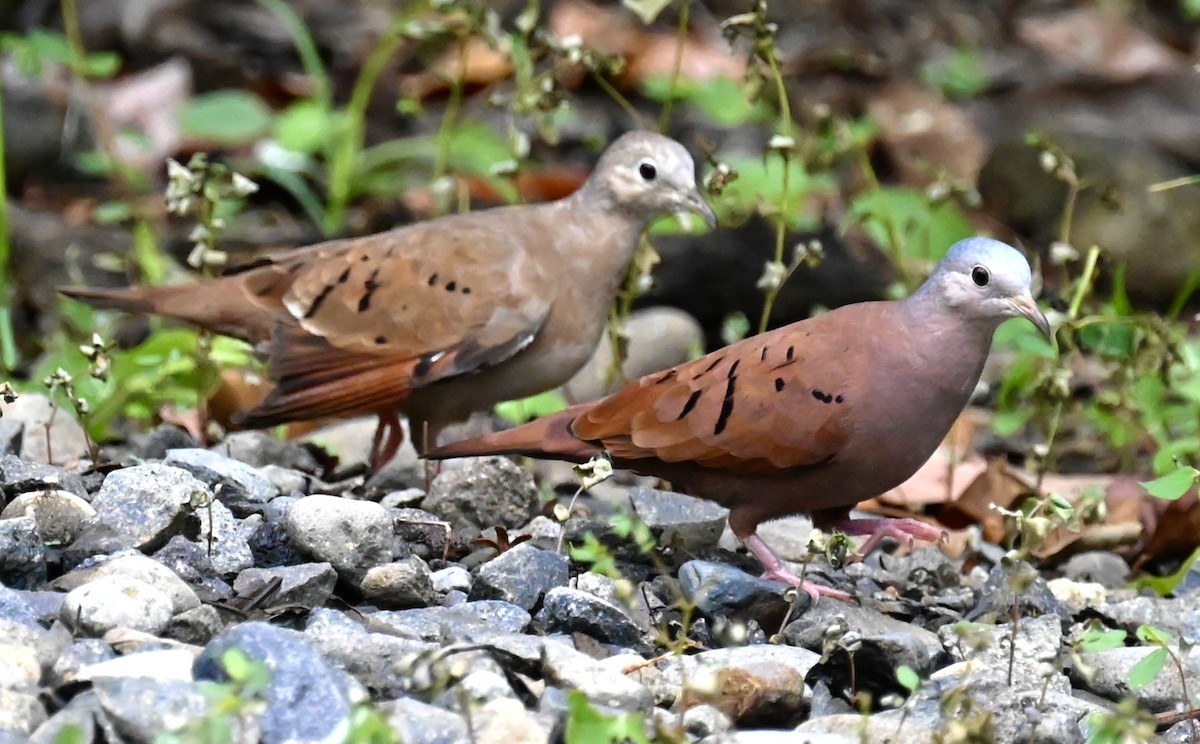 Ruddy Ground Dove - Nancy Blaze