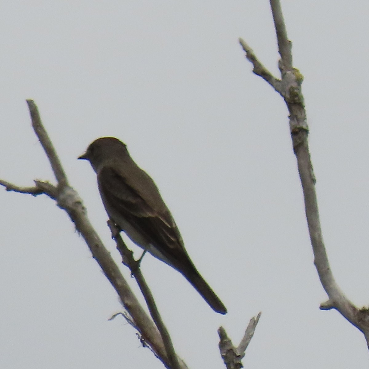 Western Wood-Pewee - Brian Nothhelfer