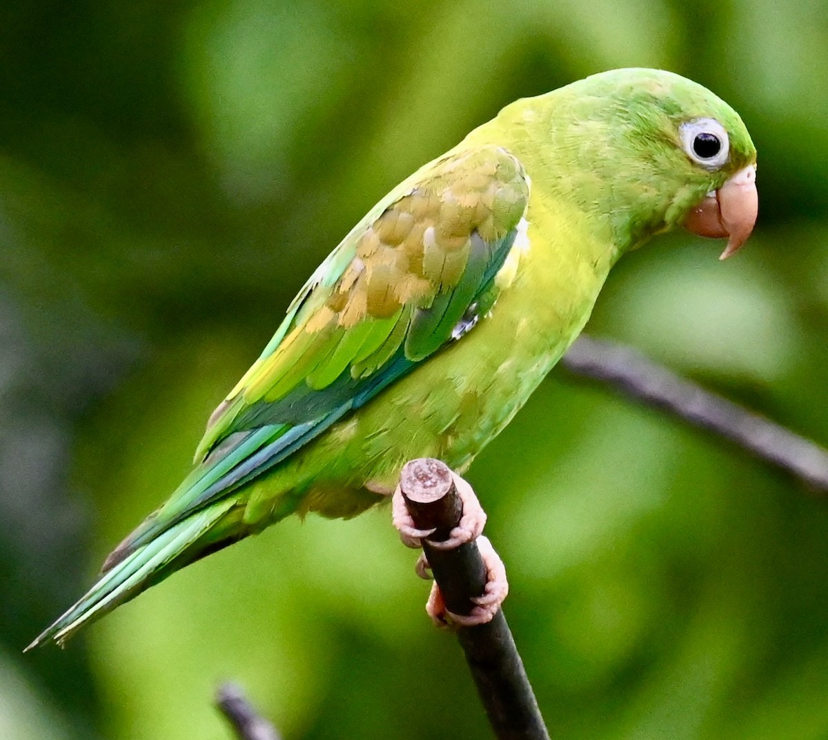 Orange-chinned Parakeet - Nancy Blaze