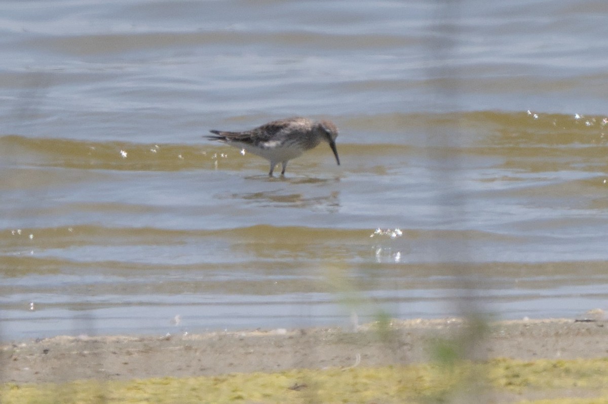 White-rumped Sandpiper - Alan V. Bacchiochi