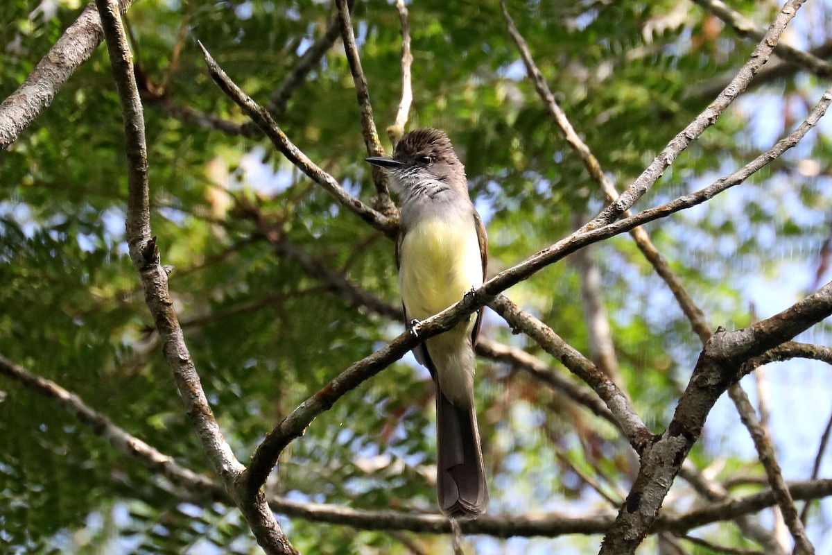 Short-crested Flycatcher - ML619586585