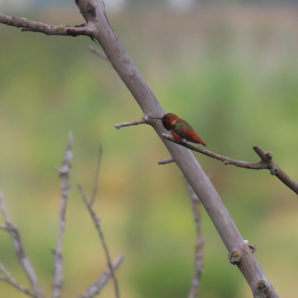 Allen's Hummingbird - Brian Nothhelfer