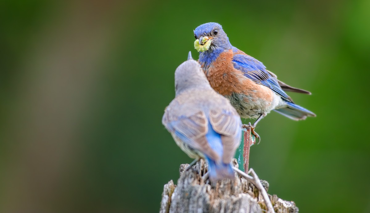 Western Bluebird - Andrew Thomas 🦅🪶