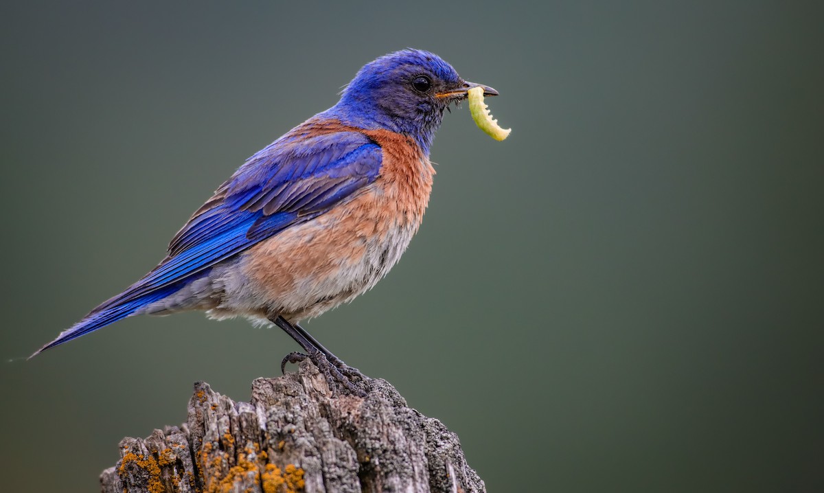 Western Bluebird - Andrew Thomas 🦅🪶