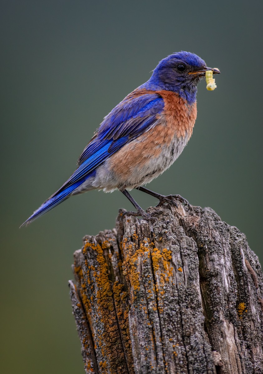 Western Bluebird - Andrew Thomas 🦅🪶