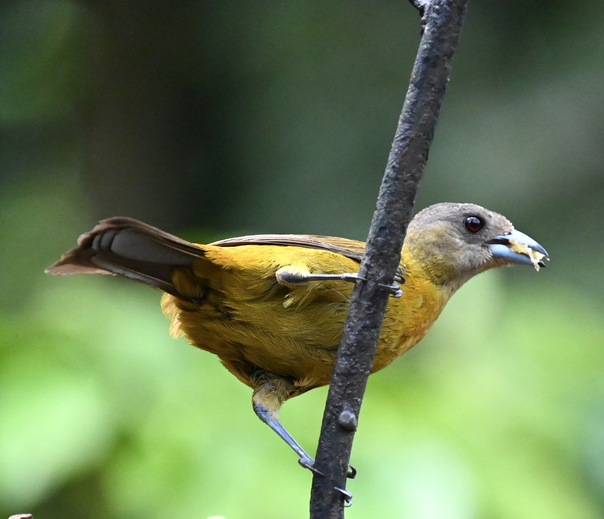 Scarlet-rumped Tanager - Nancy Blaze