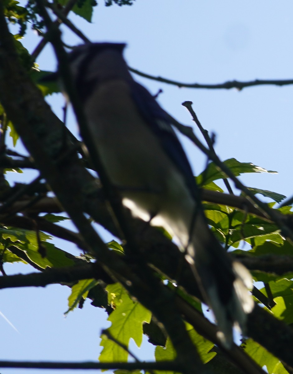 Blue Jay - ML619586602