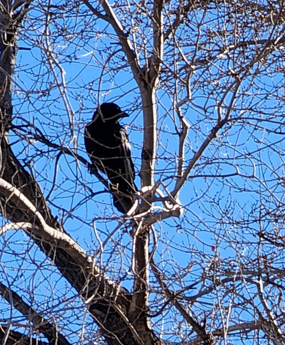 American Crow - Nancy Cox