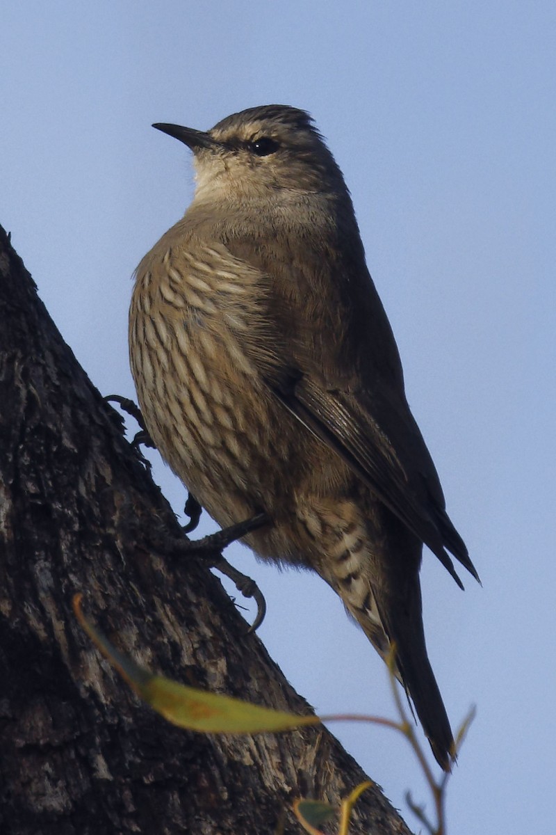 Brown Treecreeper - Paul Barden