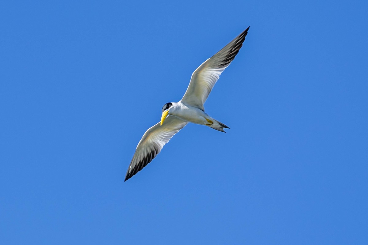 Large-billed Tern - Fernando Calmon