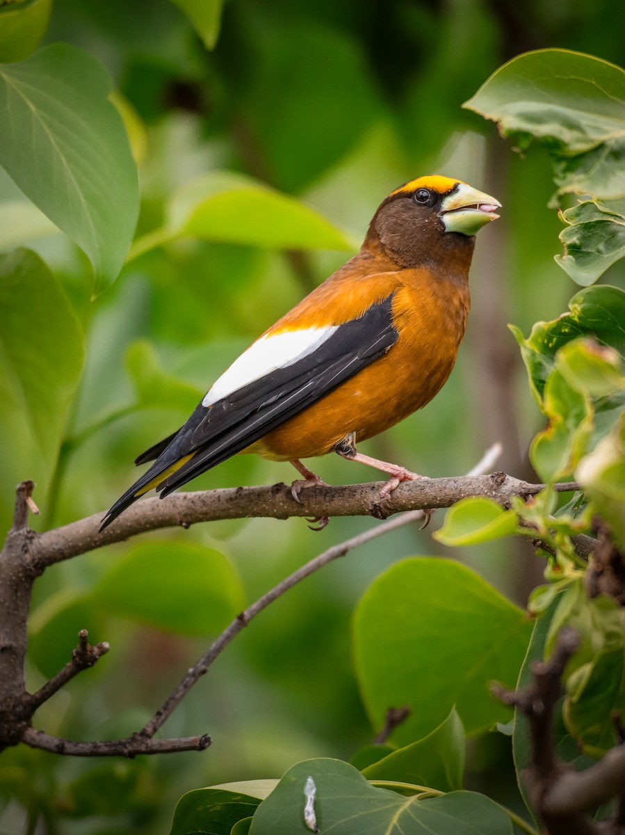 Evening Grosbeak - Andrew Thomas 🦅🪶