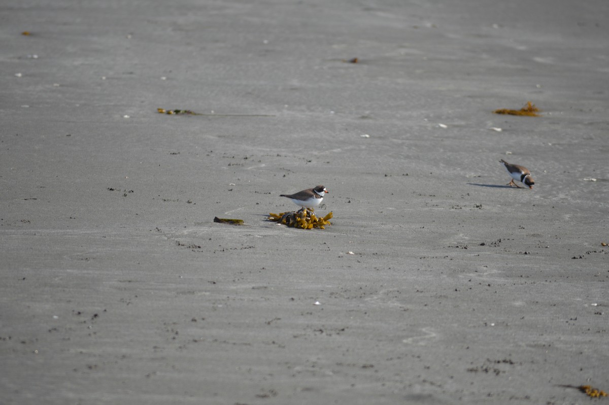 Semipalmated Plover - ML619586637