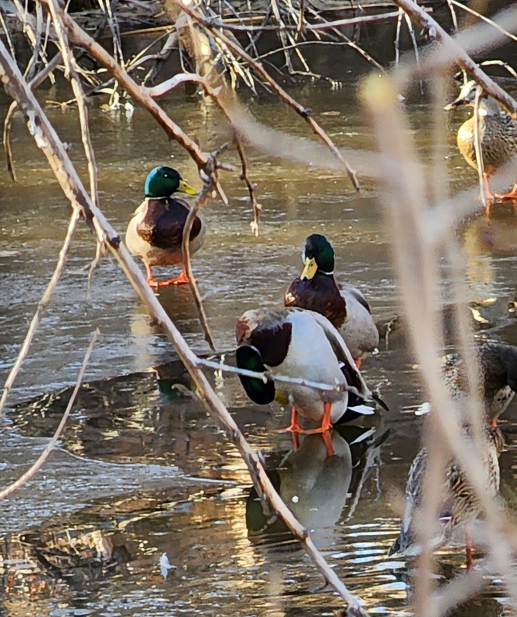 Mallard - Nancy Cox