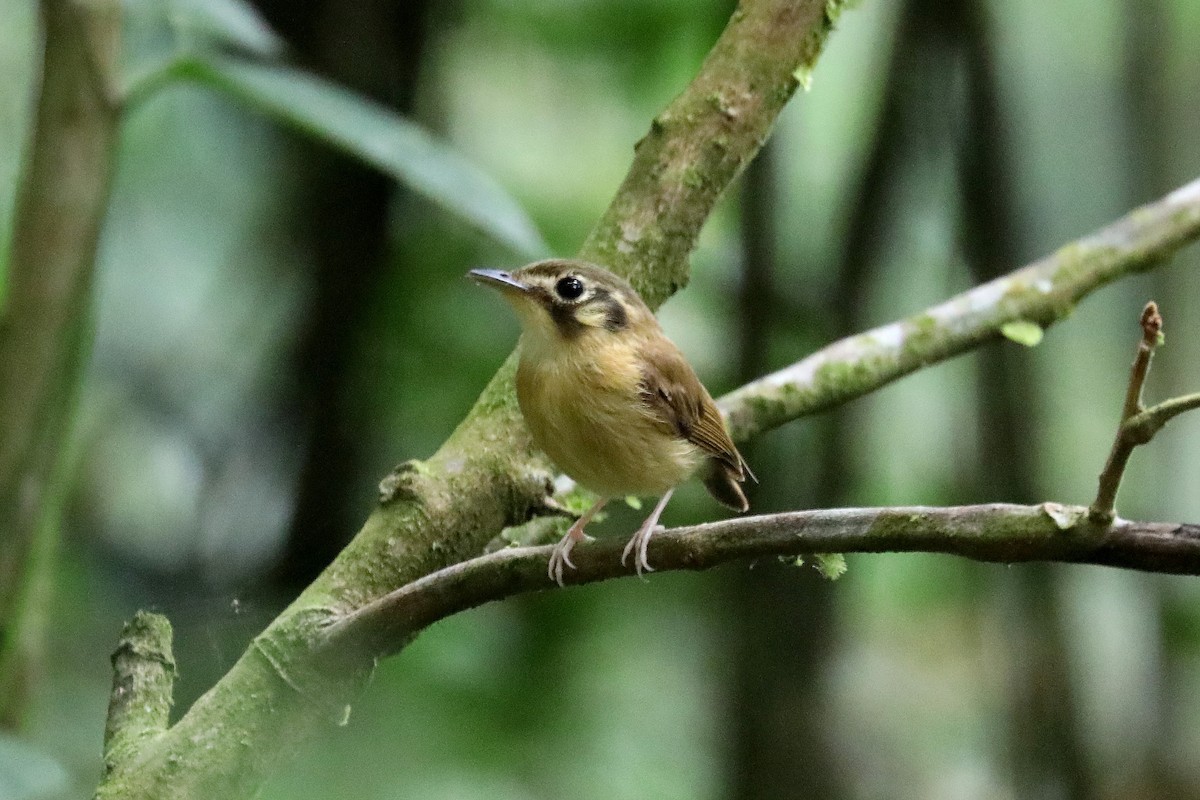 White-throated Spadebill - ML619586649