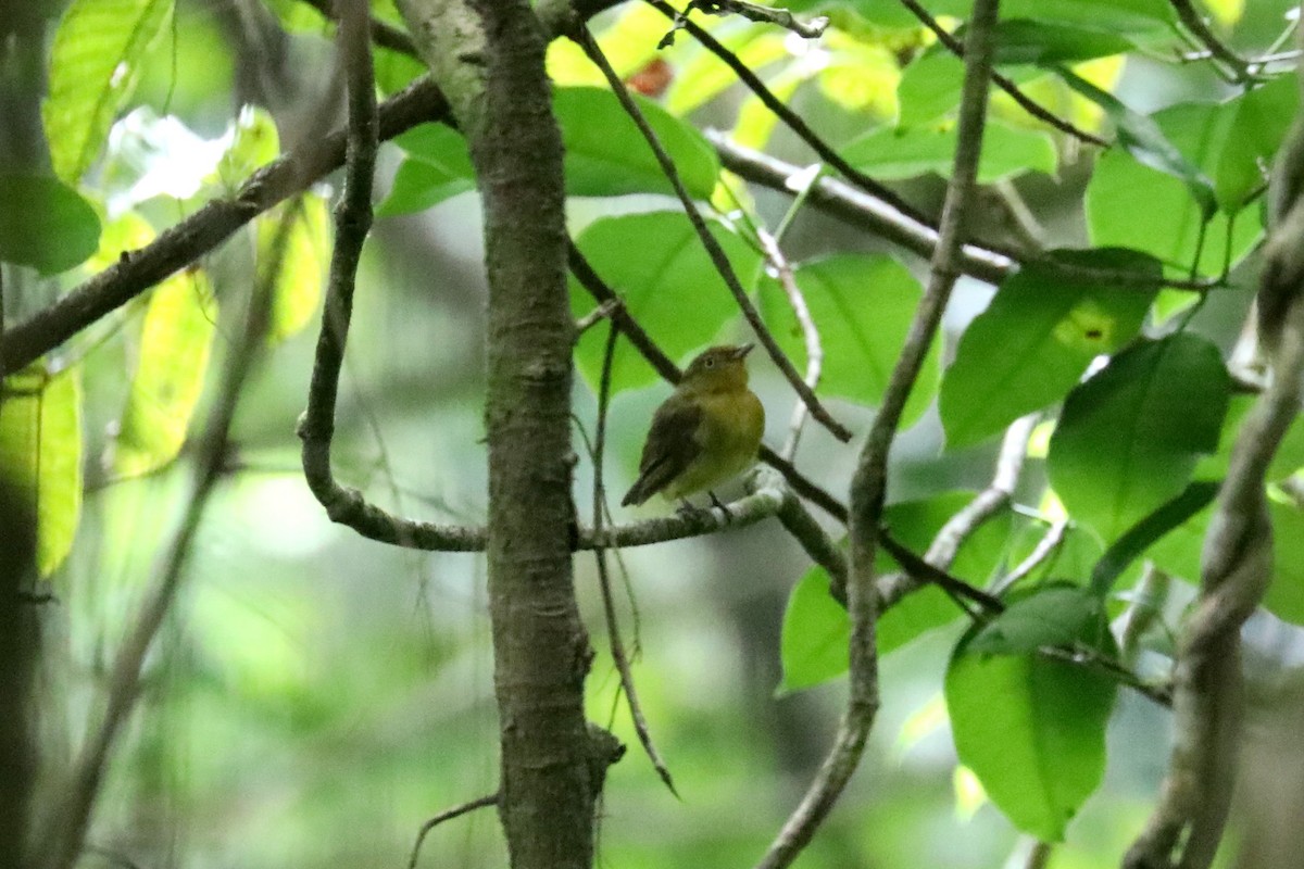 Band-tailed Manakin - ML619586653