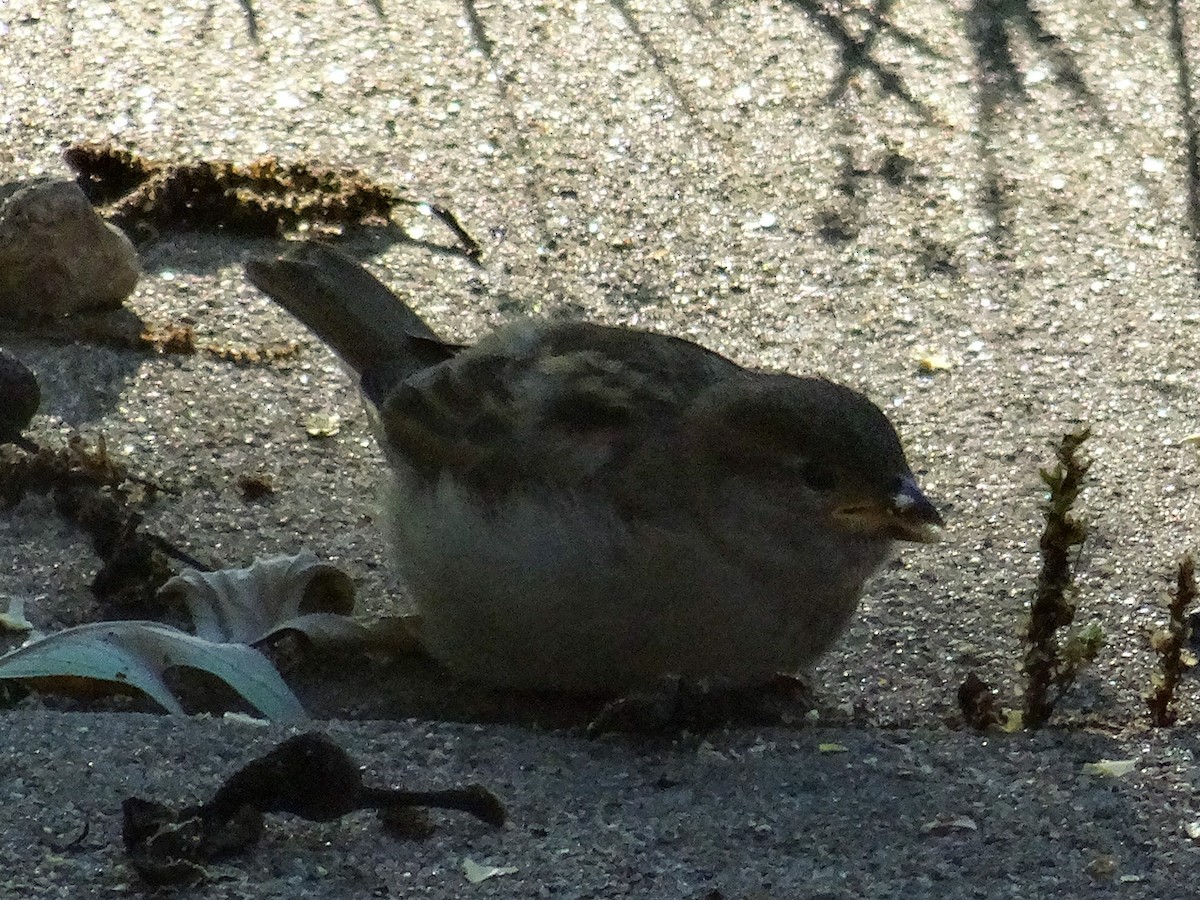 House Sparrow - John Tollefson