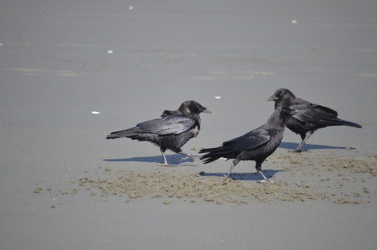 American Crow - John Shaeffer