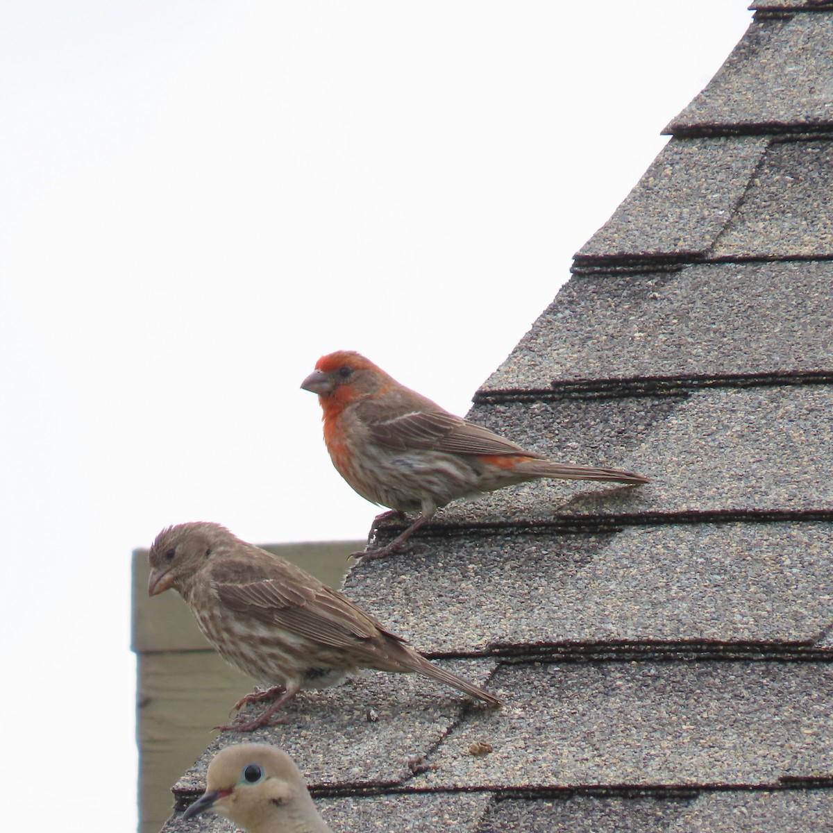 House Finch - Brian Nothhelfer